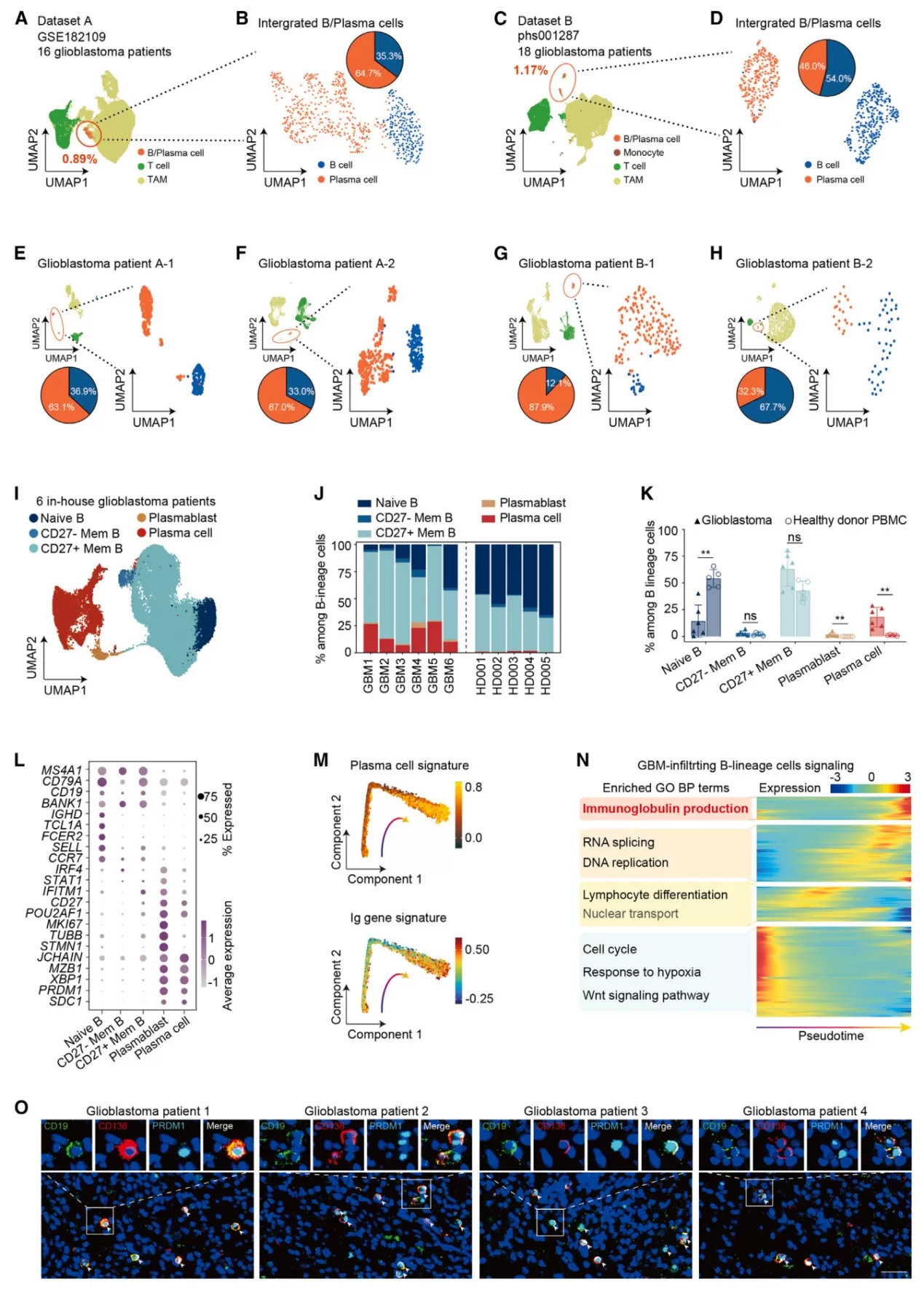 scRNA-seq UMAPs and bar charts across GBM datasets highlight infiltrating plasma cells among B-lineage cells, with pseudotime signatures, GO terms, and immunofluorescence images.